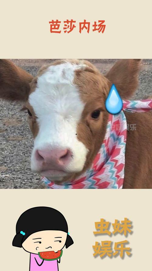 抖音娱乐吃瓜酱,揭秘娱乐圈最新热点事件